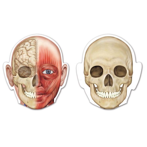 [อายุ 5+] ภาพแม่เหล็กจำลองร่างกายมนุษย์ (Double Sided Magnetic : Human Body) [Learning Resources] - Image 5