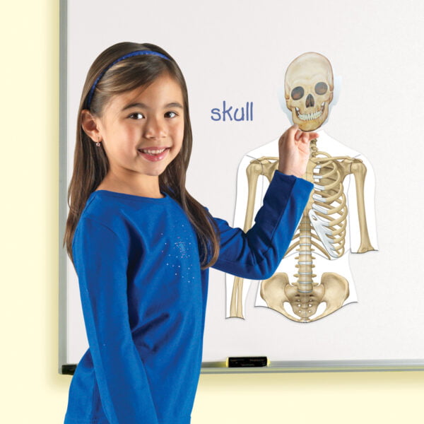 [อายุ 5+] ภาพแม่เหล็กจำลองร่างกายมนุษย์ (Double Sided Magnetic : Human Body) [Learning Resources] - Image 2