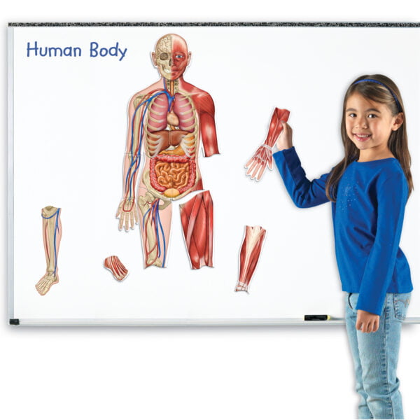 [อายุ 5+] ภาพแม่เหล็กจำลองร่างกายมนุษย์ (Double Sided Magnetic : Human Body) [Learning Resources] - Image 3