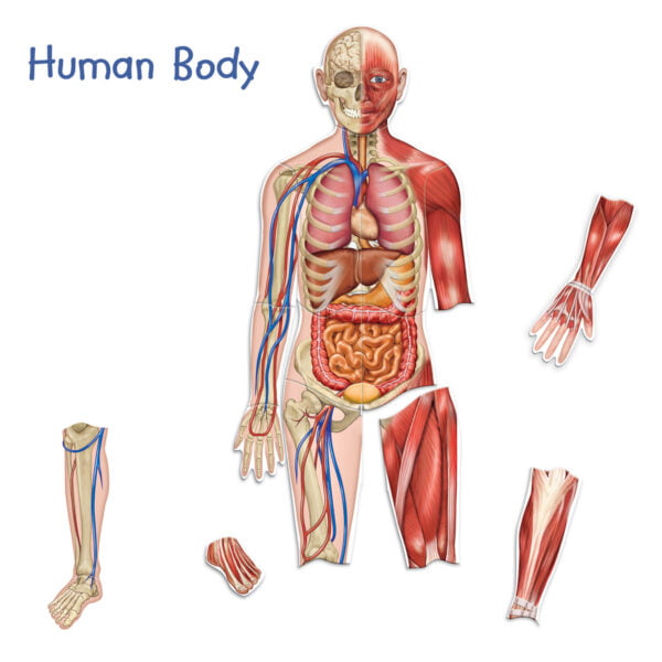 [อายุ 5+] ภาพแม่เหล็กจำลองร่างกายมนุษย์ (Double Sided Magnetic : Human Body) [Learning Resources] - Image 4