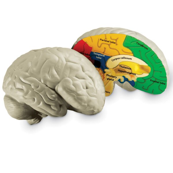 [อายุ 7+] ชุดแบบจำลองสมองมนุษย์ (Cross section Human Brain Model) [Learning Resources]