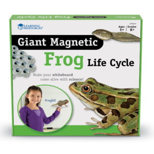 [อายุ 5+] ภาพแม่เหล็กจำลองวงจรชีวิตกบ (GIANT MAGNETIC : FROG LIFE CYCLE DEMONSTRATION SET) [Learning Resources]