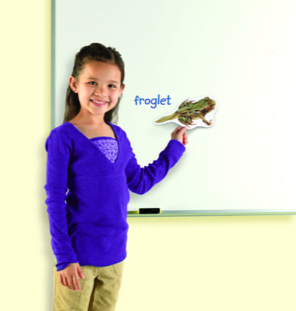 [อายุ 5+] ภาพแม่เหล็กจำลองวงจรชีวิตกบ (GIANT MAGNETIC : FROG LIFE CYCLE DEMONSTRATION SET) [Learning Resources] - Image 3