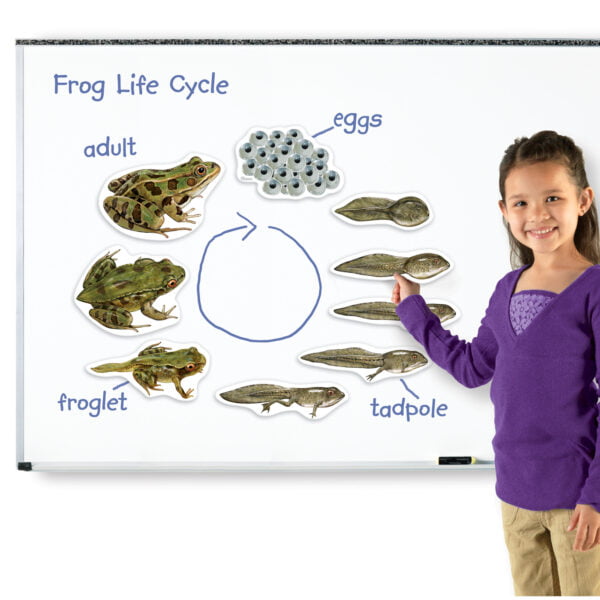 [อายุ 5+] ภาพแม่เหล็กจำลองวงจรชีวิตกบ (GIANT MAGNETIC : FROG LIFE CYCLE DEMONSTRATION SET) [Learning Resources] - Image 2