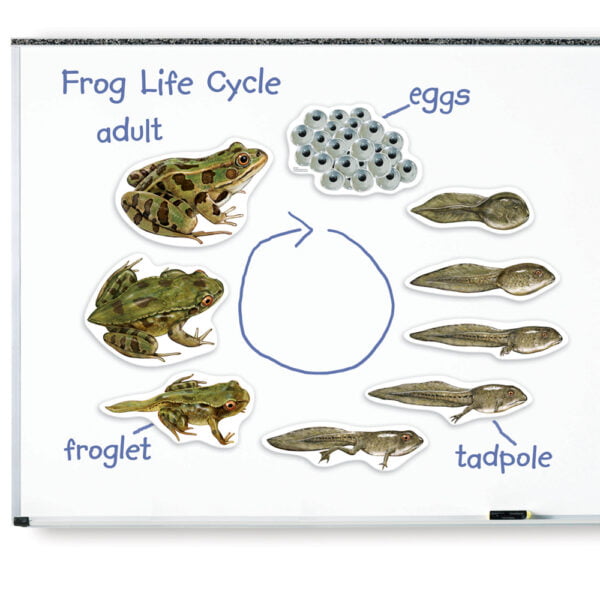 [อายุ 5+] ภาพแม่เหล็กจำลองวงจรชีวิตกบ (GIANT MAGNETIC : FROG LIFE CYCLE DEMONSTRATION SET) [Learning Resources] - Image 6