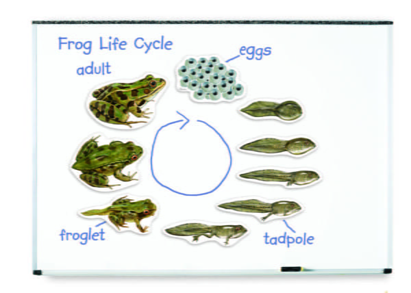 [อายุ 5+] ภาพแม่เหล็กจำลองวงจรชีวิตกบ (GIANT MAGNETIC : FROG LIFE CYCLE DEMONSTRATION SET) [Learning Resources] - Image 4