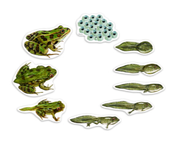 [อายุ 5+] ภาพแม่เหล็กจำลองวงจรชีวิตกบ (GIANT MAGNETIC : FROG LIFE CYCLE DEMONSTRATION SET) [Learning Resources] - Image 5