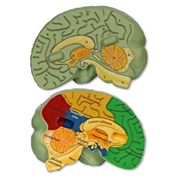 [อายุ 7+] ชุดแบบจำลองสมองมนุษย์ (Cross section Human Brain Model) [Learning Resources] - Image 3