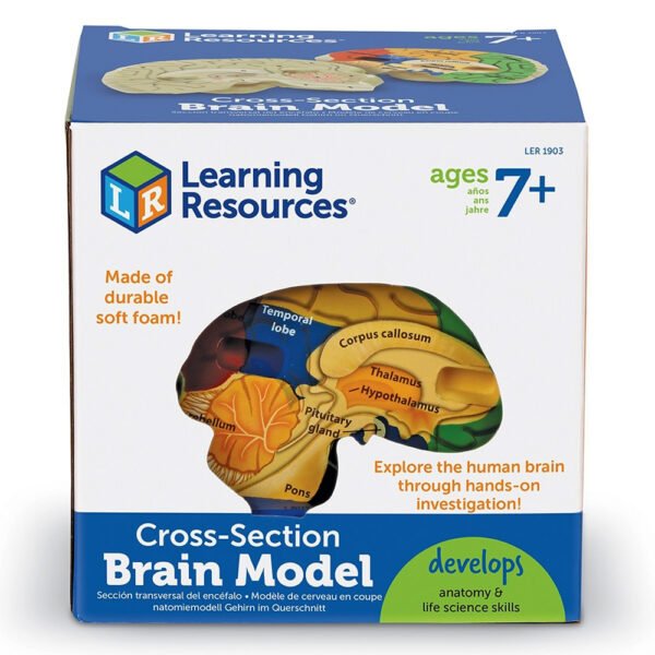 [อายุ 7+] ชุดแบบจำลองสมองมนุษย์ (Cross section Human Brain Model) [Learning Resources] - Image 2